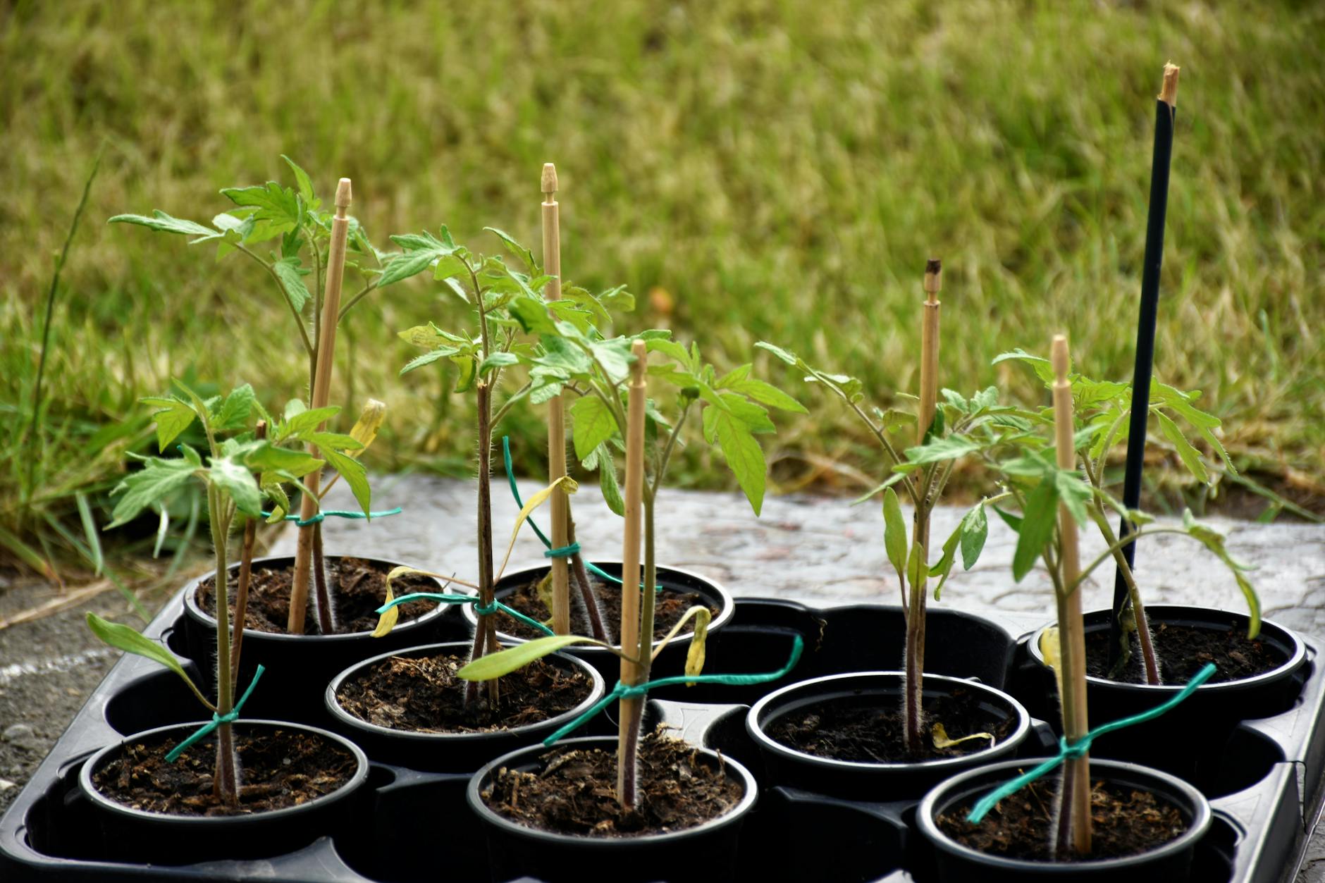 What tomatoes can teach you about timing, nurture, and conversion rates.